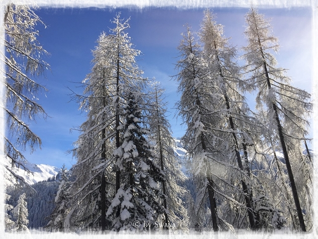 • on tour • Winter kann so schön sein • Wochenende • eingeschneite Tannen