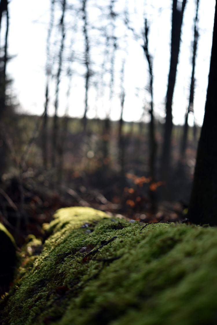 tell a story • mein Ruhepol • Waldstück in der Nähe