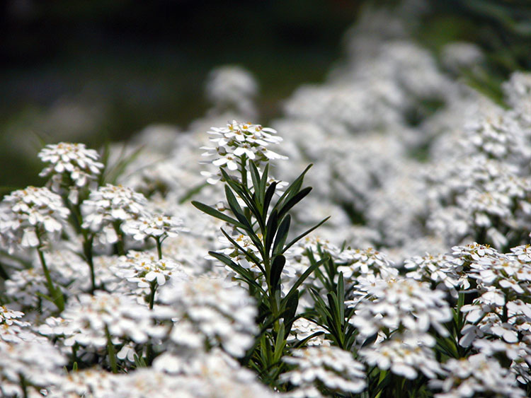 tell a story • Pflanzen • Immergrüne Schleifenblumen