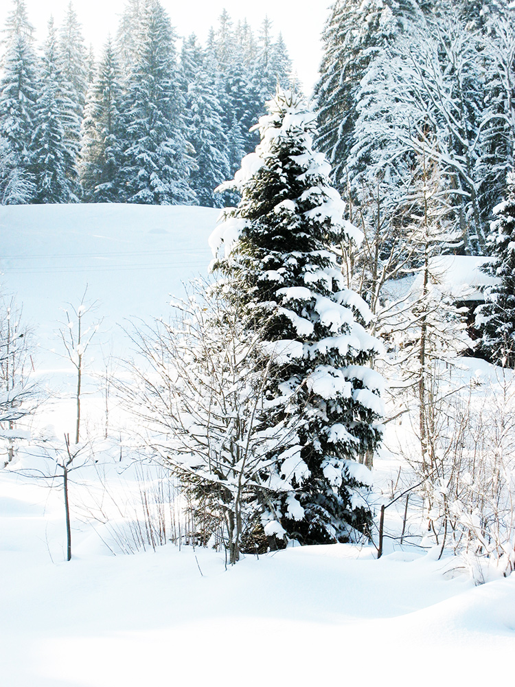 tell a story • Bäume • Winter wonderland im Berner Oberland