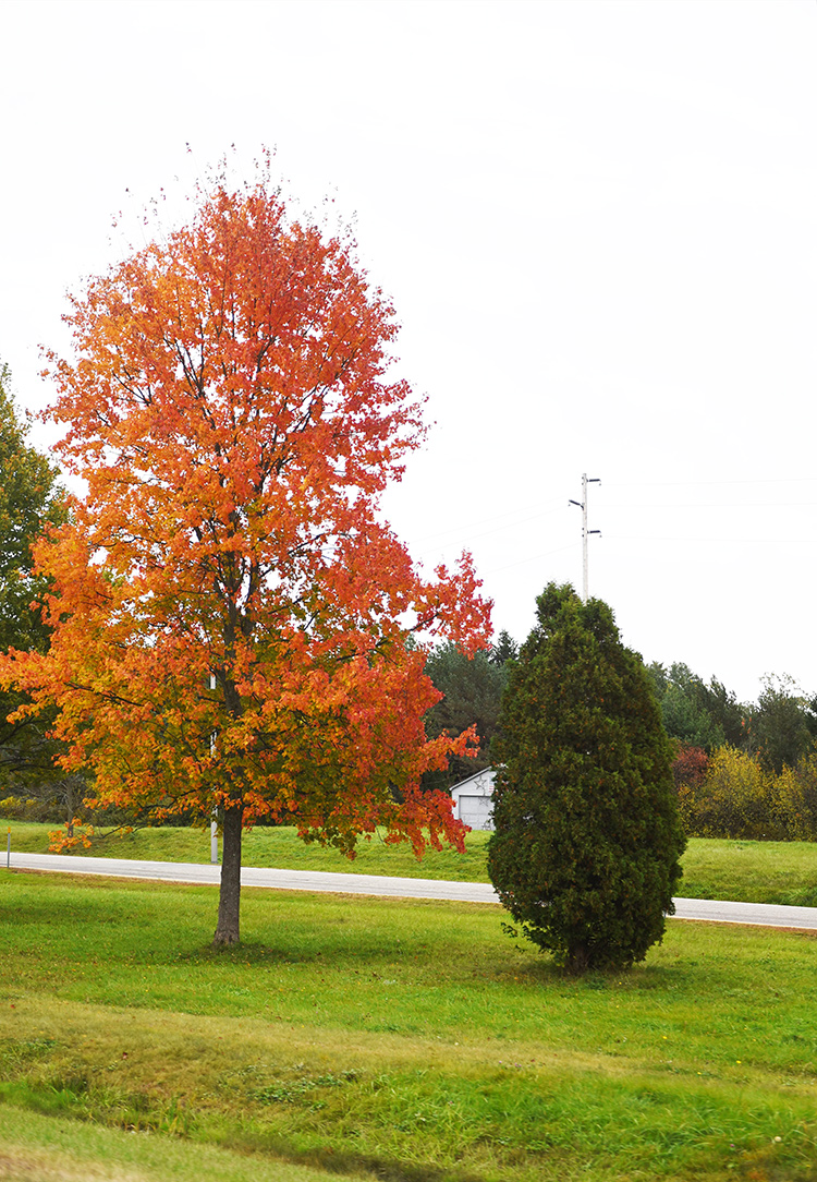 tell a story • Bäume • schöne Herbstfärbung • Boston