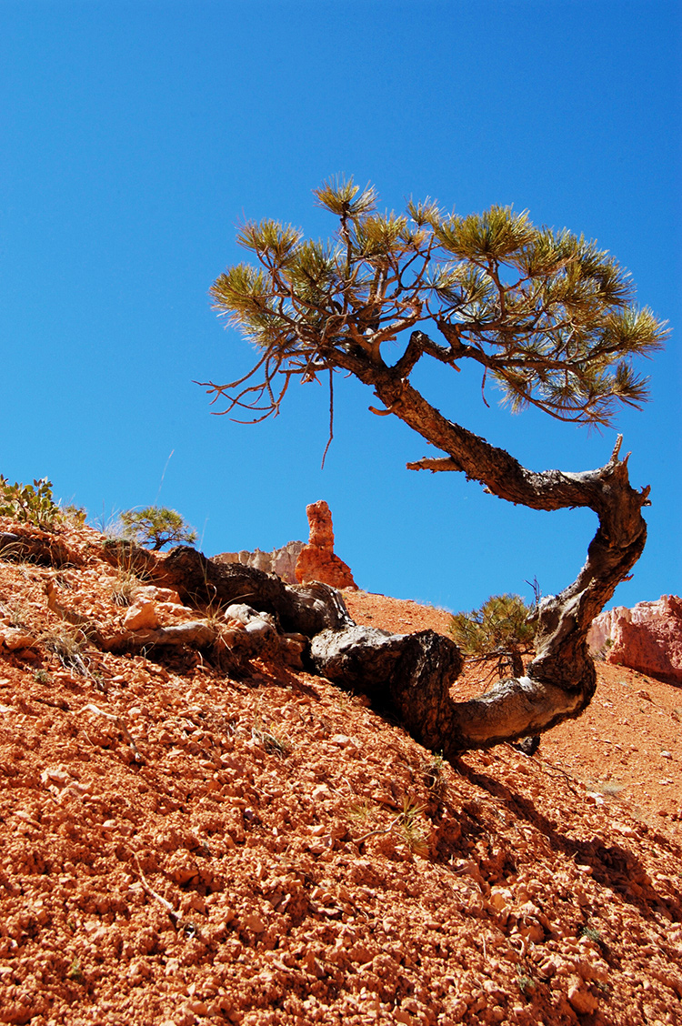 tell a story • Bäume • Bryce Canyon