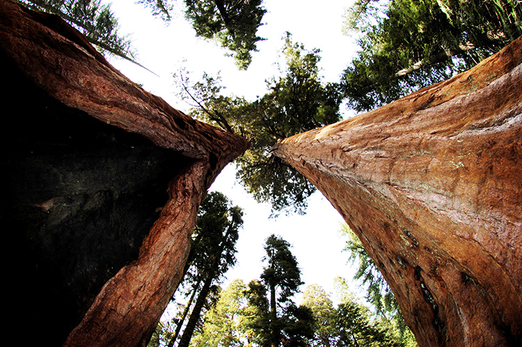 tell a story • Bäume • Sequoia National Park