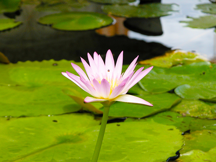 • tell a story • Blumen • Seerosenteich in Thailand