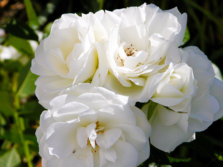 • tell a story • Blumen • weisse Rosen im eigenen Garten