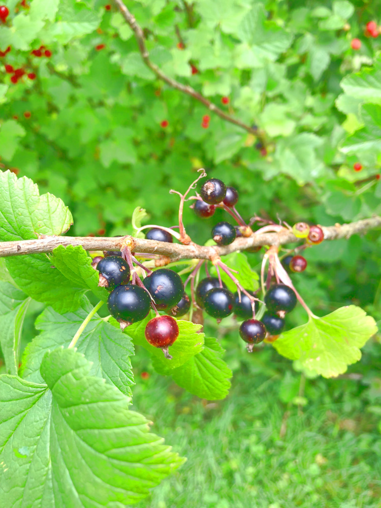 • lecker • Himbeermuffins und einen Blick in meinen Garten • schwarze Johannisbeeren