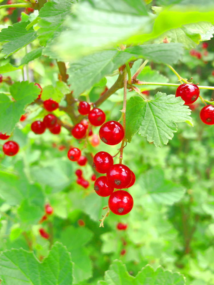 • lecker • Himbeermuffins und einen Blick in meinen Garten • roten Johannisbeeren