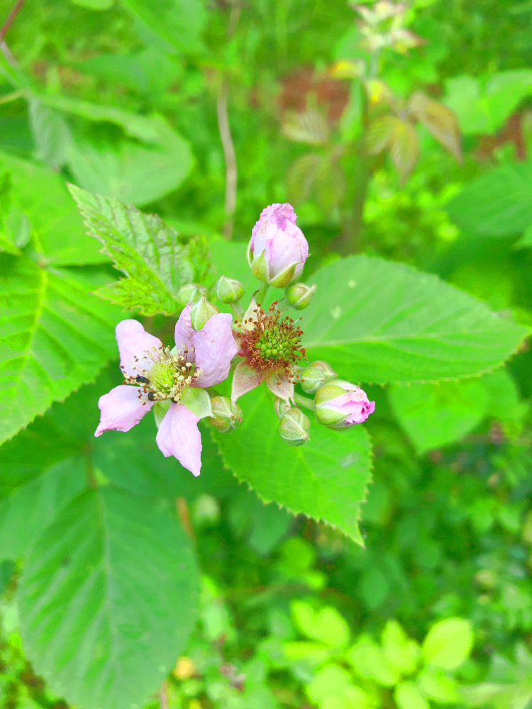 • lecker • Himbeermuffins und einen Blick in meinen Garten • Brombeerblüten