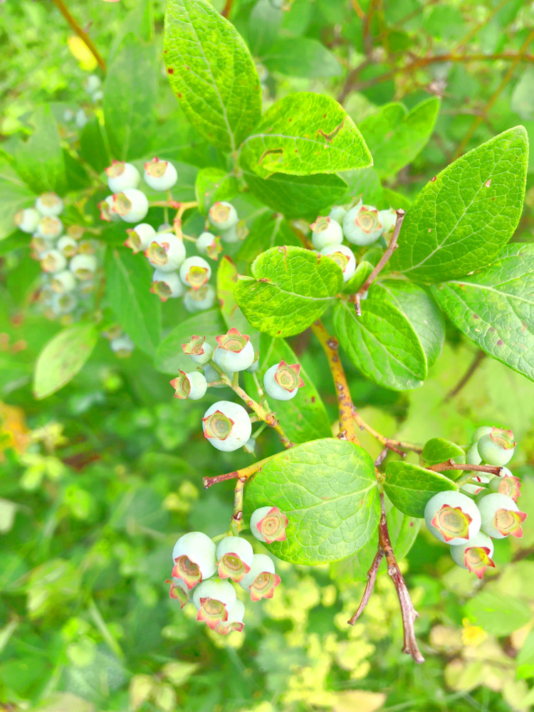 • lecker • Himbeermuffins und einen Blick in meinen Garten • Heidelbeeren 